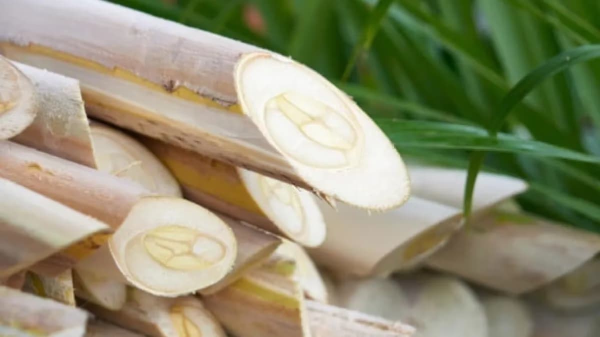 Fungo benéfico reduz principal doença da pupunheira