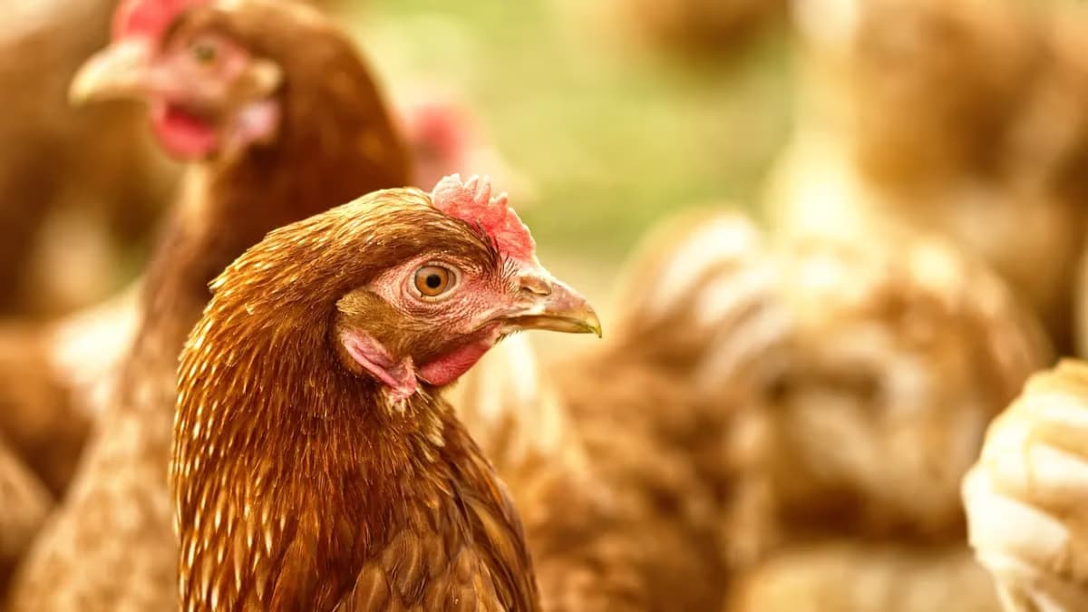 Galinheiro planejado: guia para criar aves com saúde