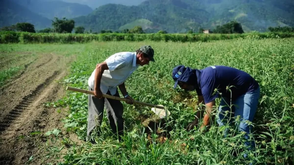 Garantia-Safra libera R$ 32 mi a 26 mil agricultores em AL