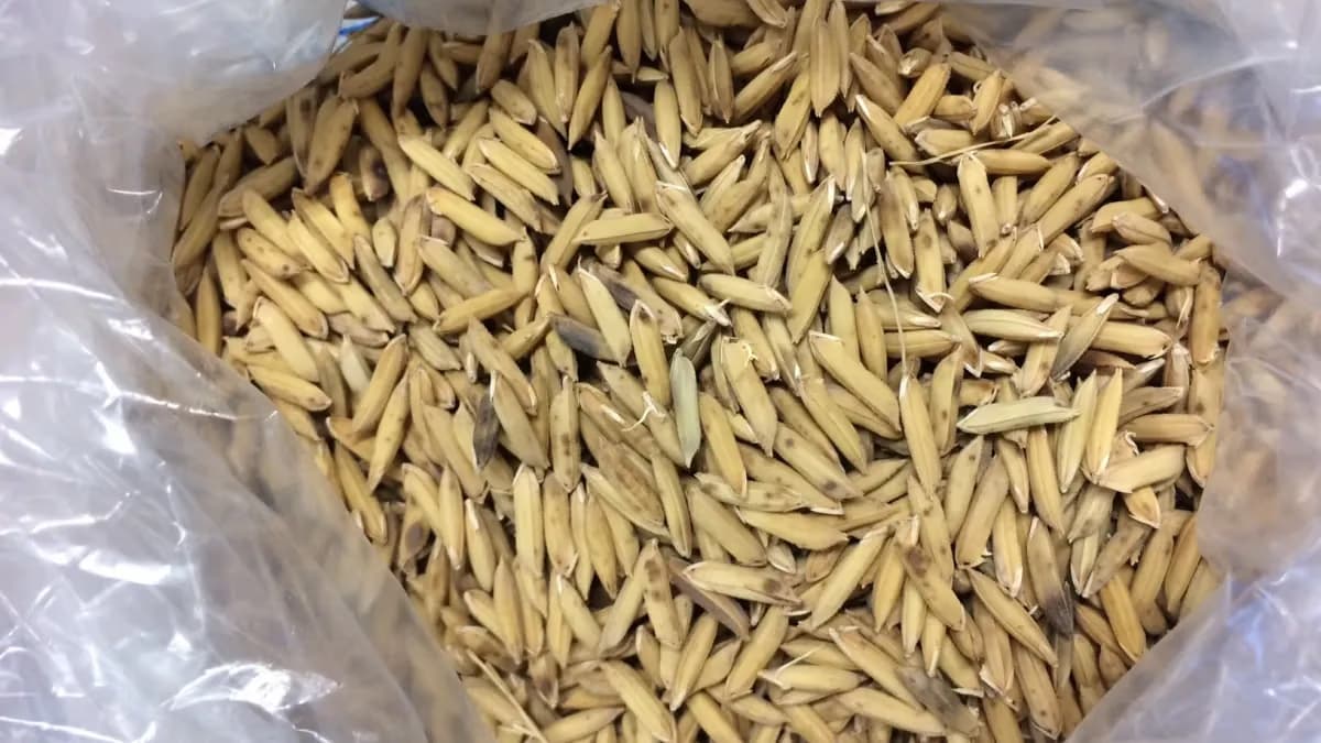 Germinação do arroz eleva nutrientes e acelera cozimento