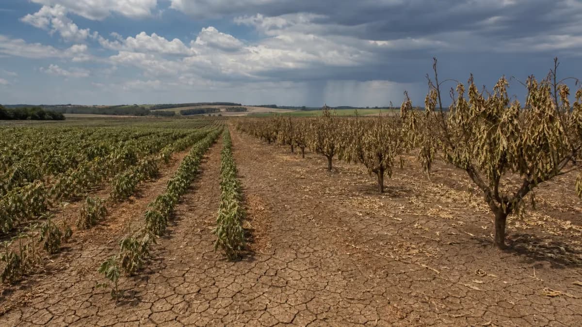 Governo amplia monitoramento do El Niño na safra 2026/27