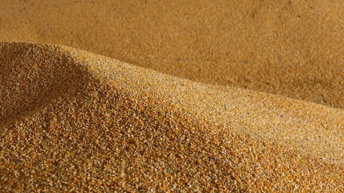 Milho sobe 3% em julho, mas mercado trava no fim do mês