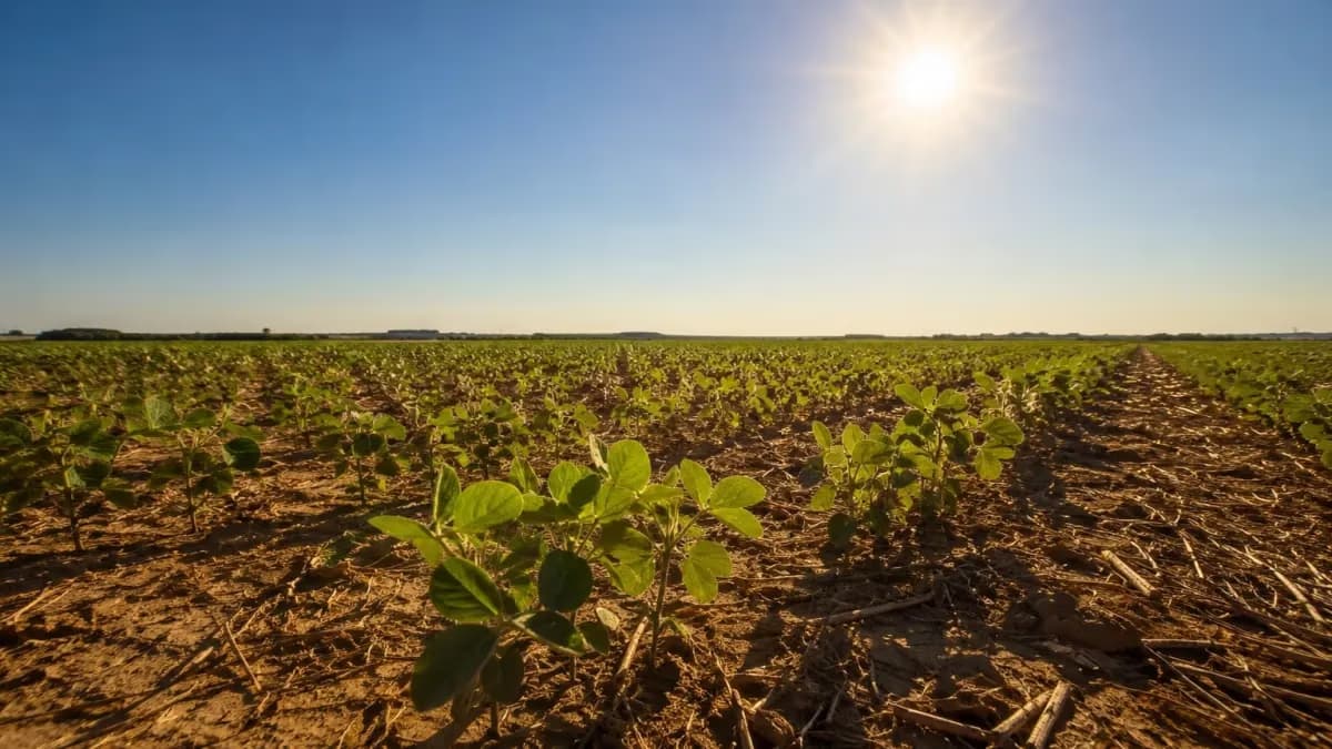 MT: El Niño acende alerta para safra 2026/27