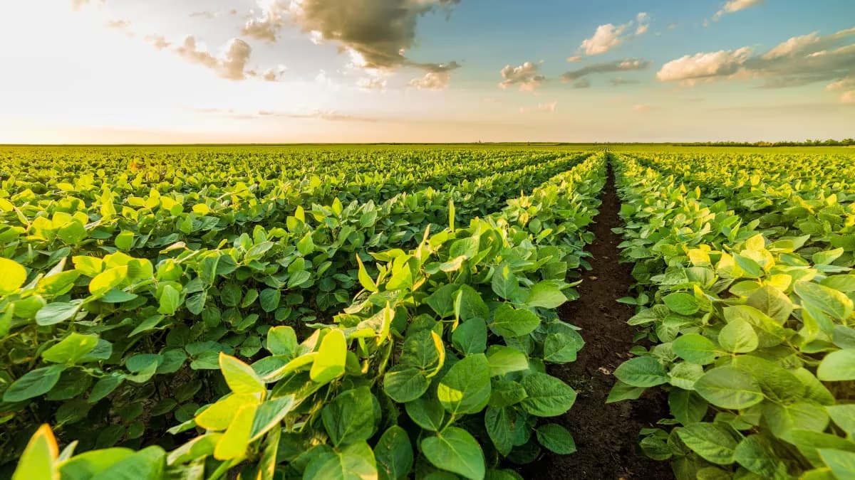 MT lidera soja sustentável e Brasil supera 2 milhões de hectares