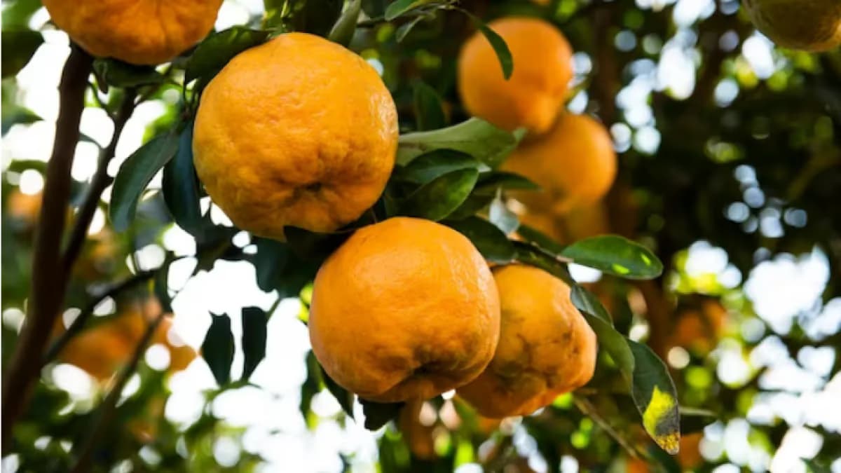 Município lidera 50% da produção de tangerinas no ES