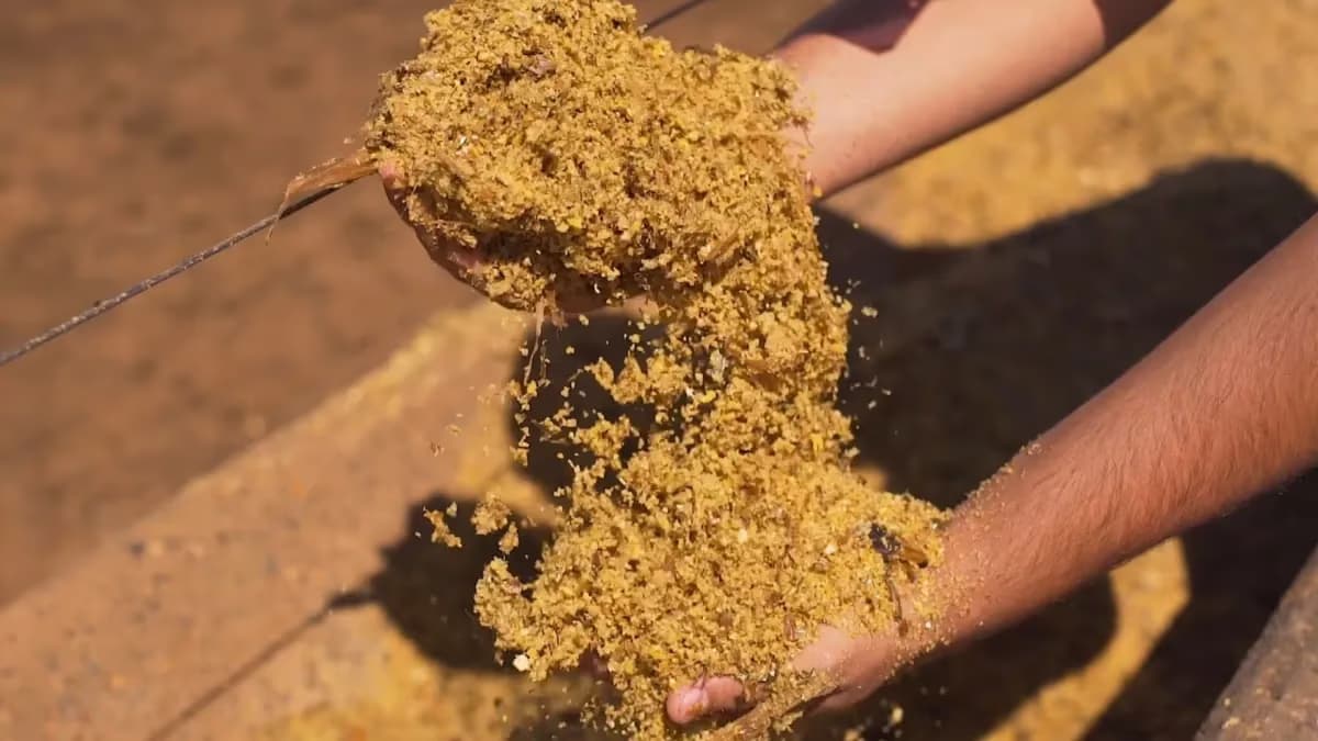 Padrão de qualidade do DDG pode impulsionar exportações