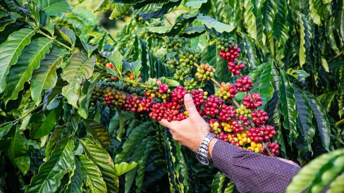 Pesquisa da Ufes: colher café na hora certa reduz perdas em até 68%