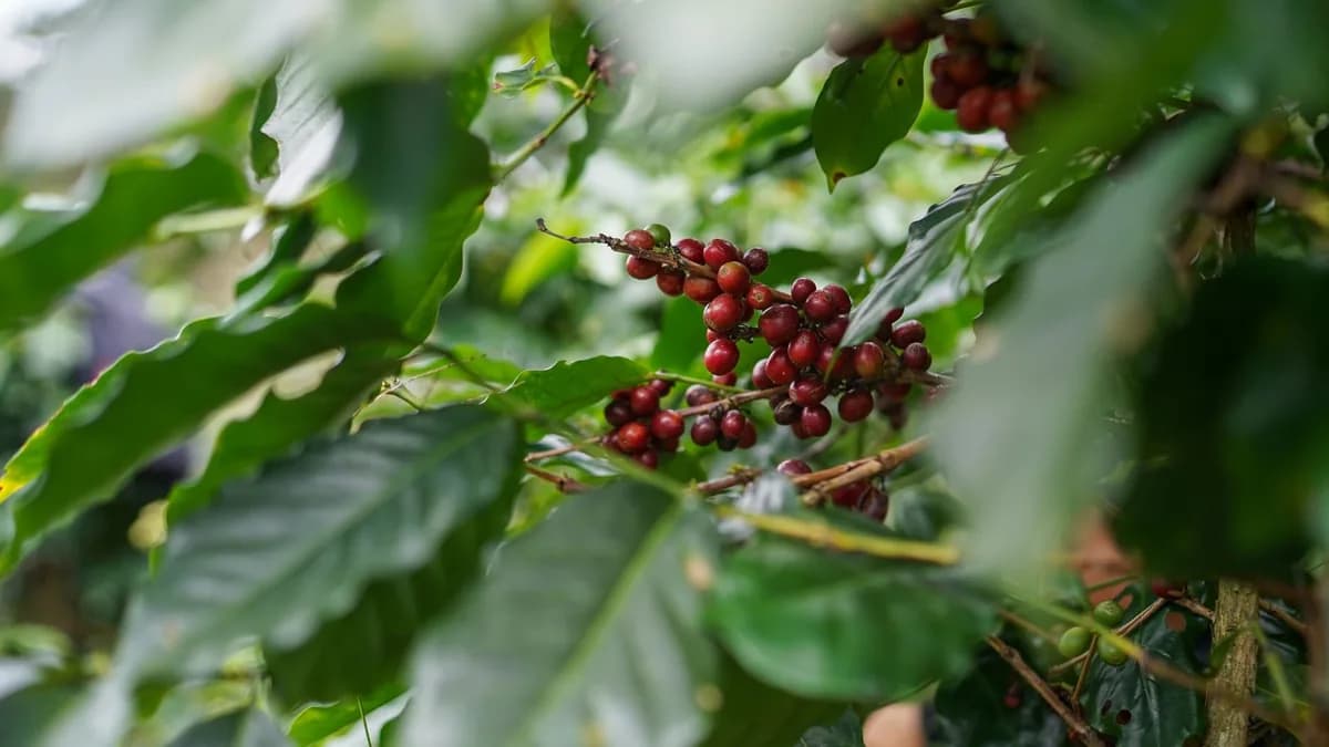 Pesquisa da Ufes: colher café na hora certa reduz perdas em até 68%