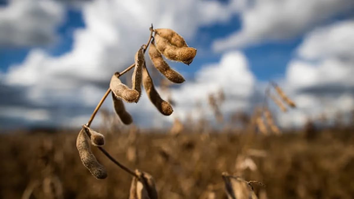 PIB do agronegócio cai 2% no 1º trimestre, aponta Cepea/CNA