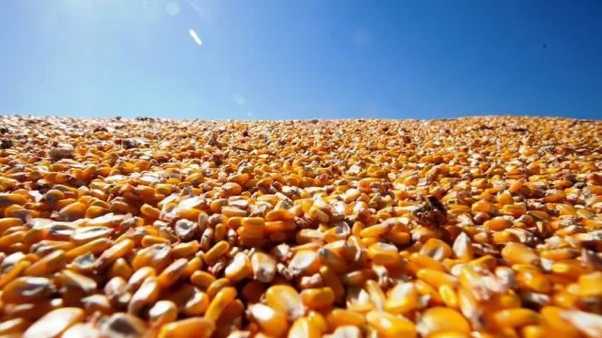 Preços do milho oscilam sem direção única no Brasil