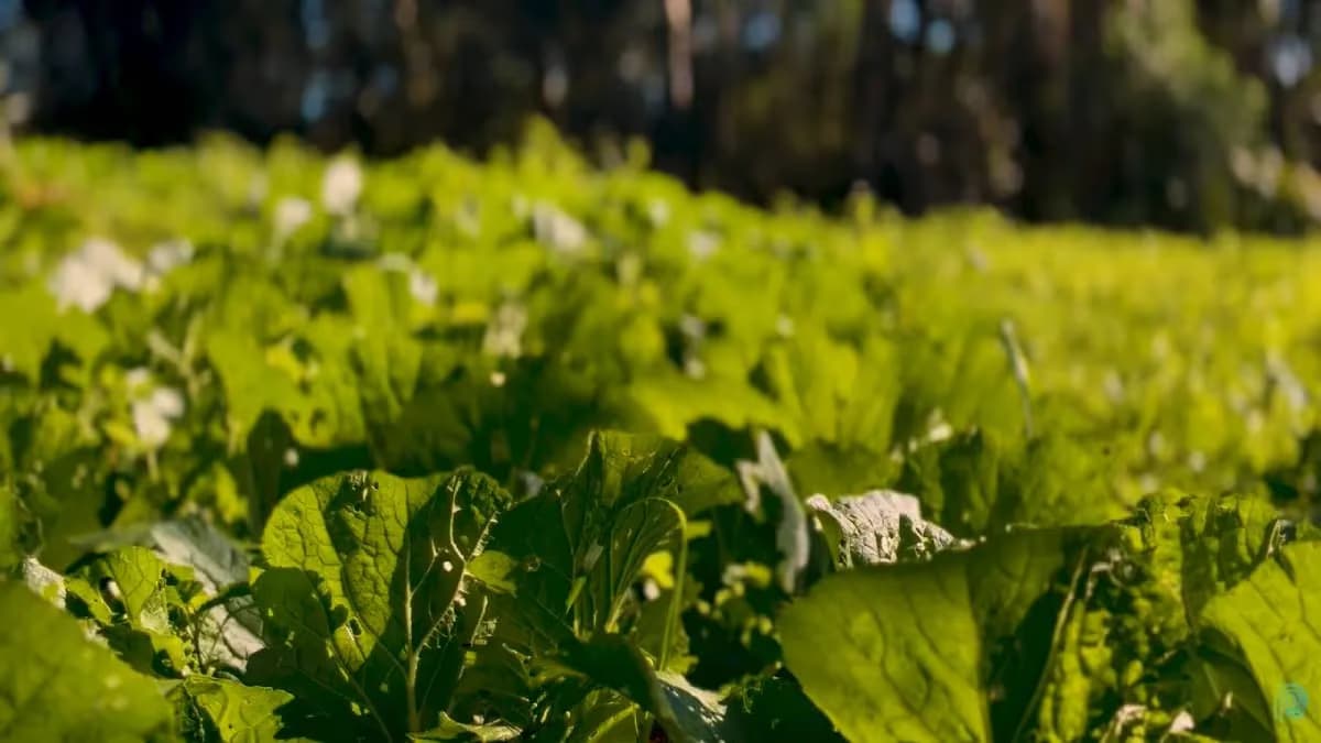 Produtor troca escritório pela agricultura orgânica