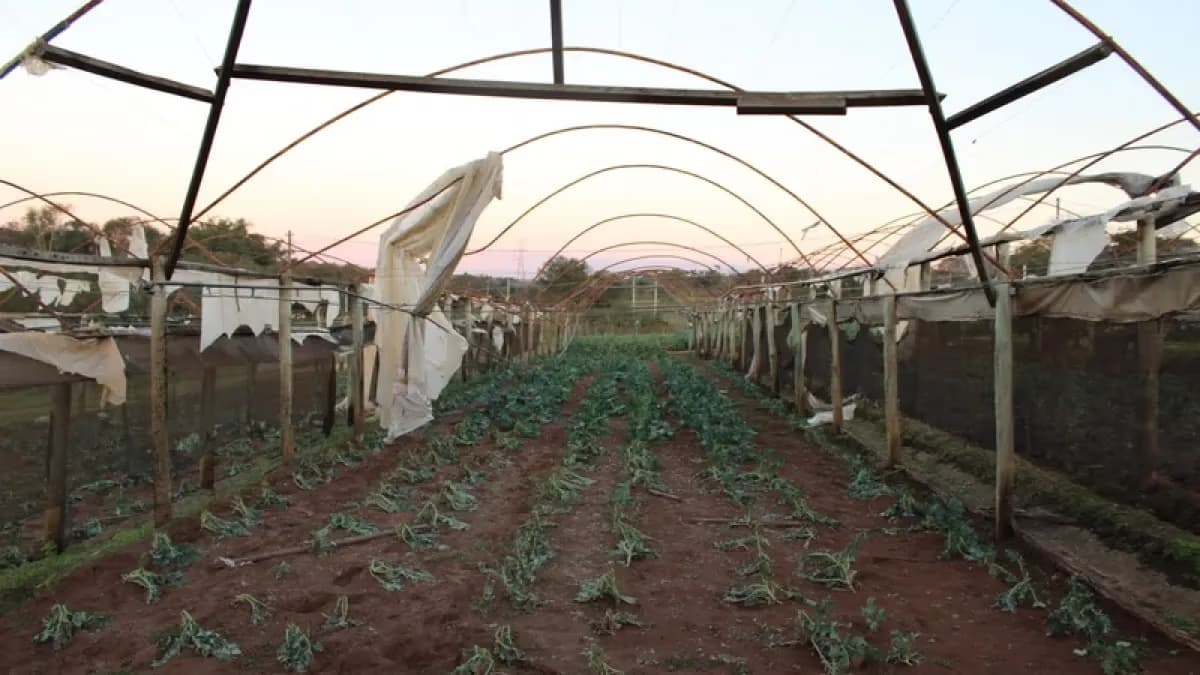 Produtores de SP terão crédito de R$ 150 mil com juros de 3%
