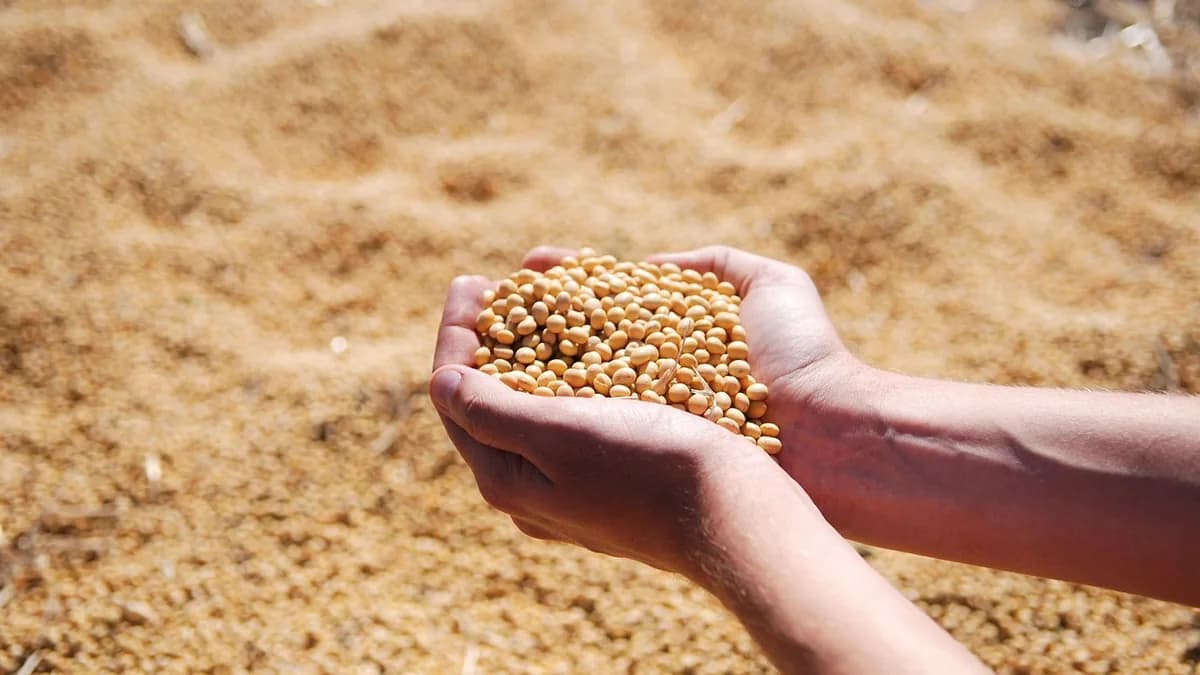 Produtores gaúchos têm programa com bônus para sementes de soja
