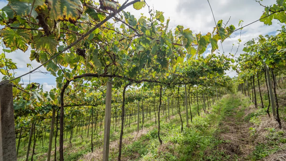 Produtores se preparam para o super El Niño nos vinhedos