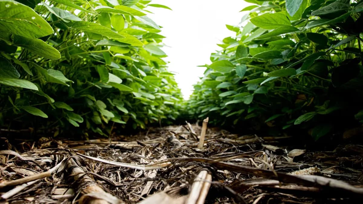 Profert e bioinsumos lideram redução de fertilizantes