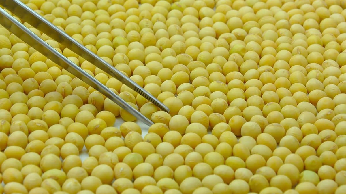 Royalties impulsionam inovação e produtividade no agro
