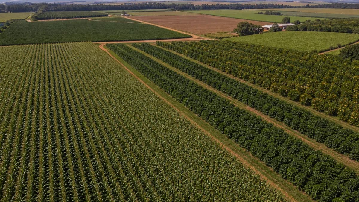 Safra paulista 2025/26: alta em milho, café e laranja