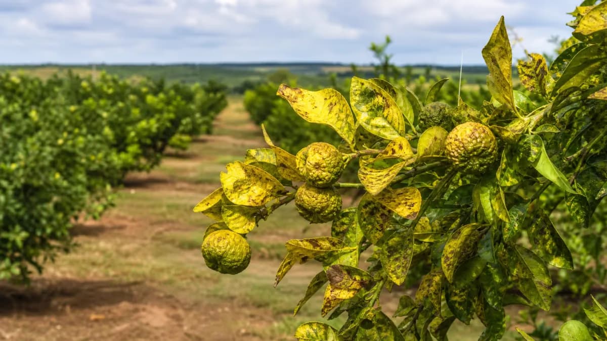 Seapi reúne citricultura em Pareci Novo contra greening
