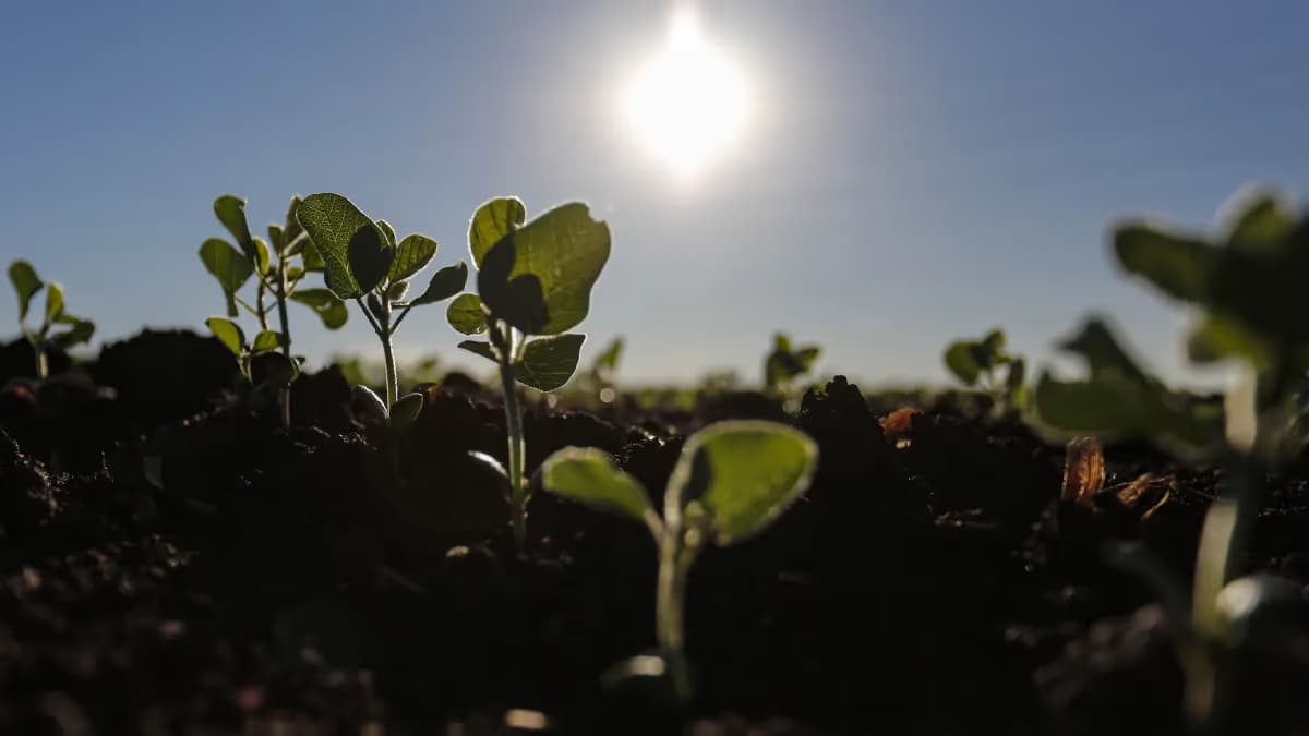 Soja, algodão e feijão avançam; trigo, arroz e milho recuam