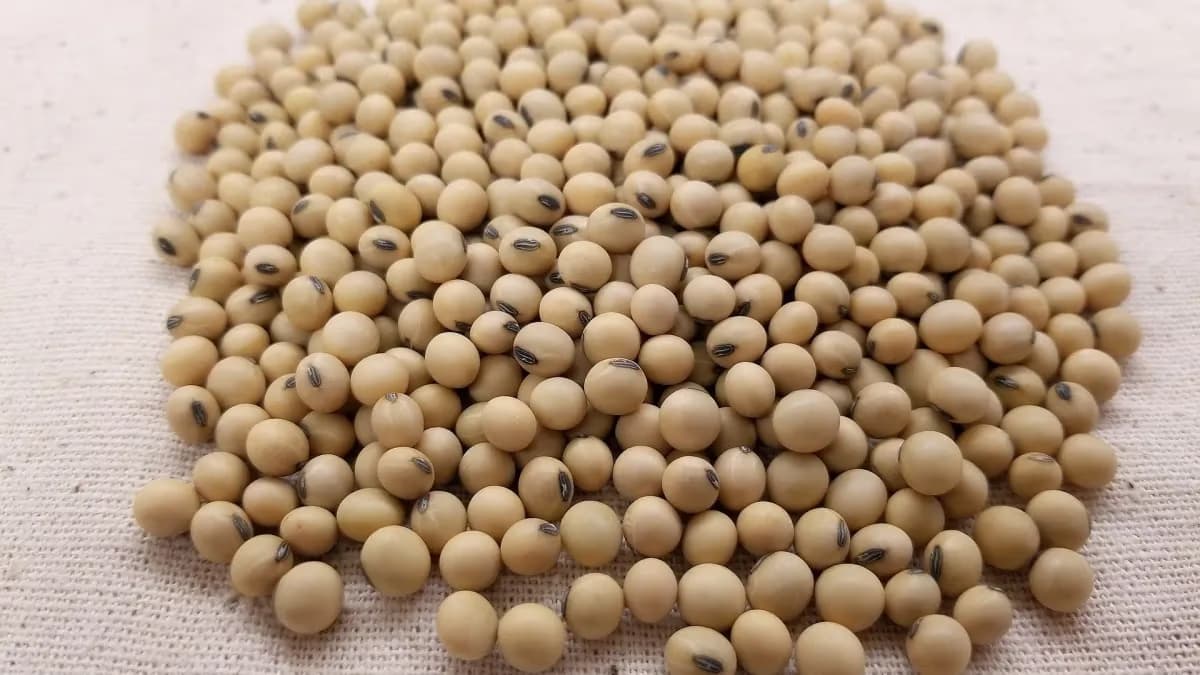 Soja brasileira fecha semana em alta com olho no USDA