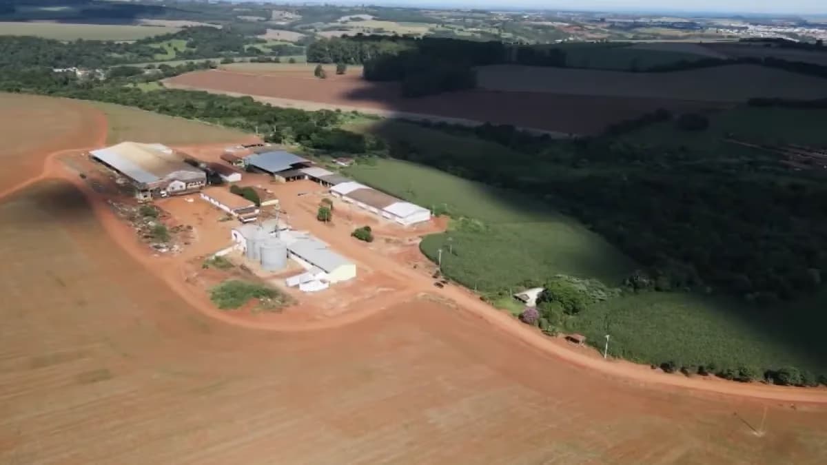 Soja campeã: tecnologia e manejo elevam produtividade