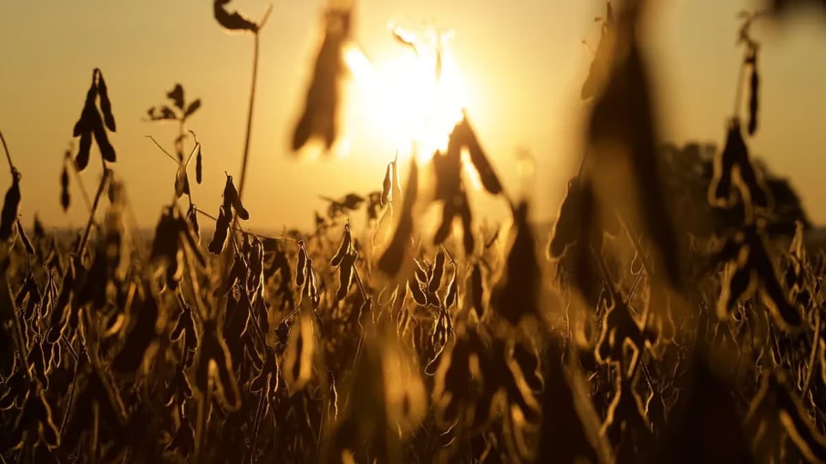 Soja: mercado tem negócios pontuais antes do USDA