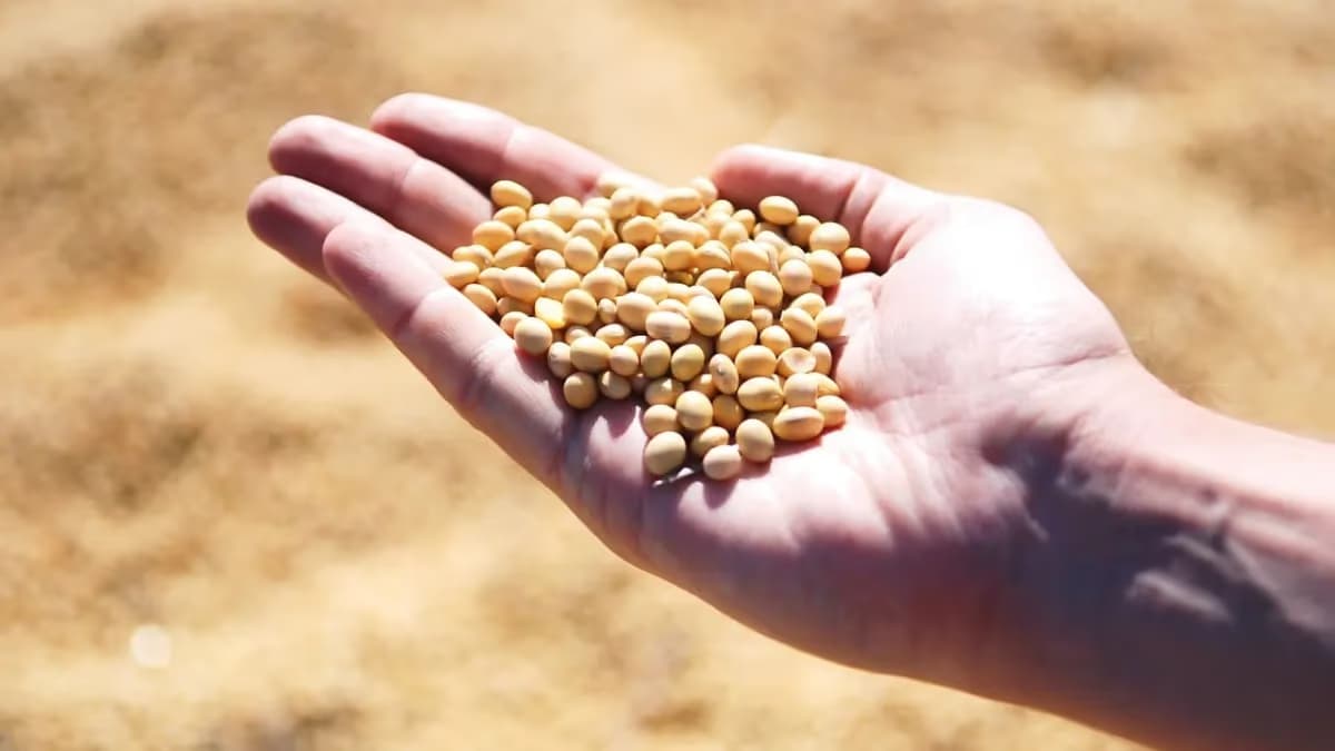 Soja: preços sobem no Brasil com demanda firme e portos aquecidos
