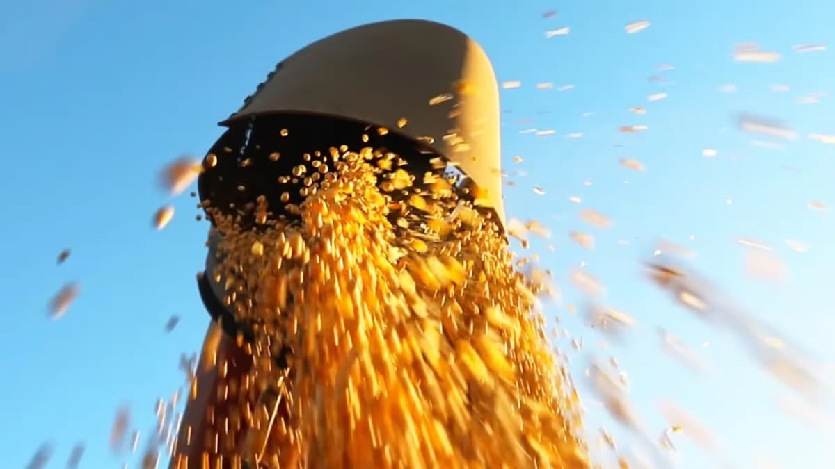 Soja: produtor retrai e venda perde ritmo no Brasil