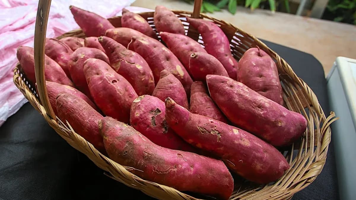 SP usa batata-doce para ampliar produção de etanol