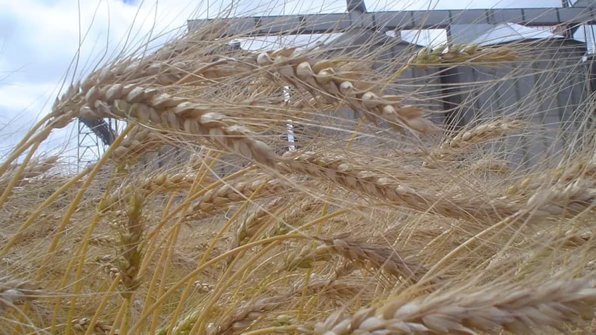 Trigo do Paraná atinge maior preço em quase um ano