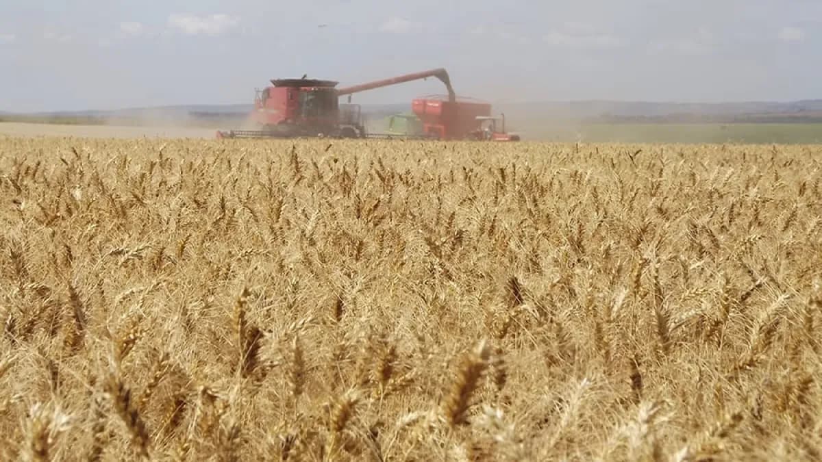 Trigo sobe com safra menor nos EUA, aponta Cepea