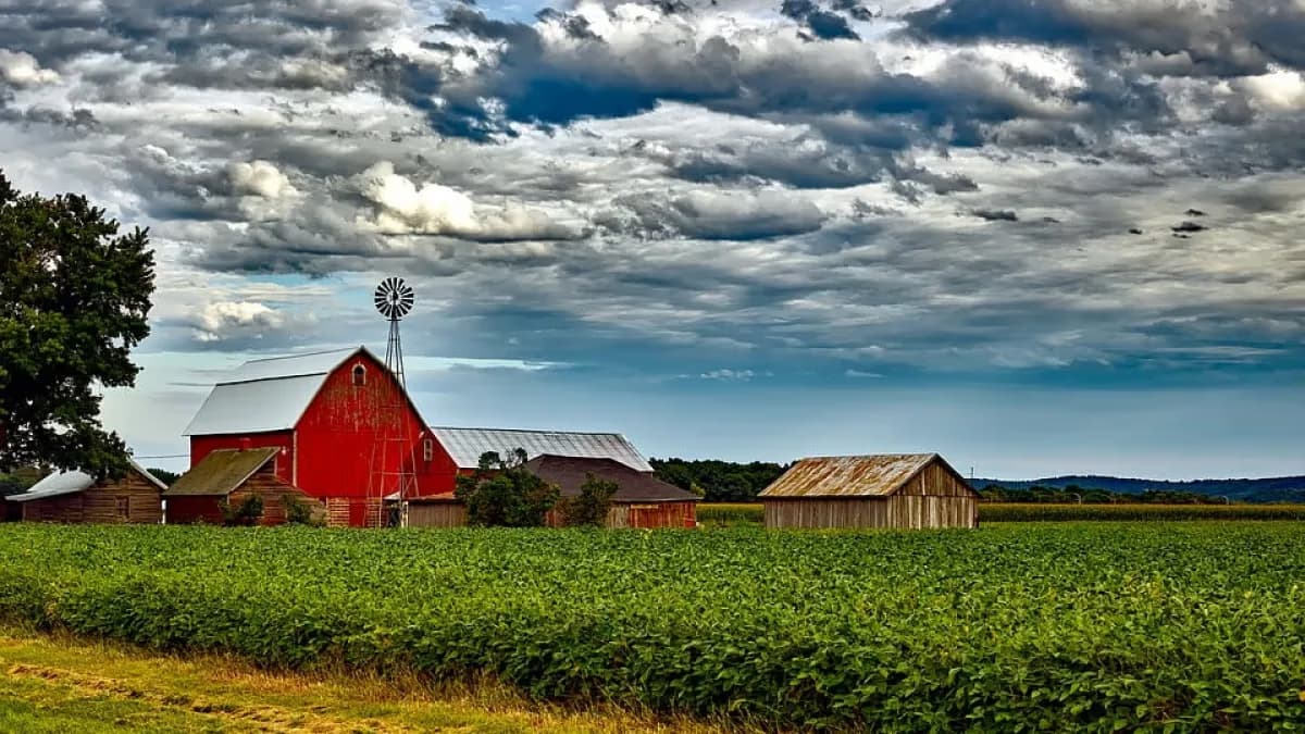 USDA revisa área de soja e ajusta milho e trigo nos EUA