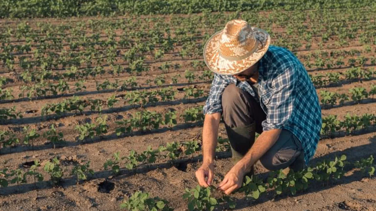 Agricultura Familiar: 40% do PIB agropecuário do RS