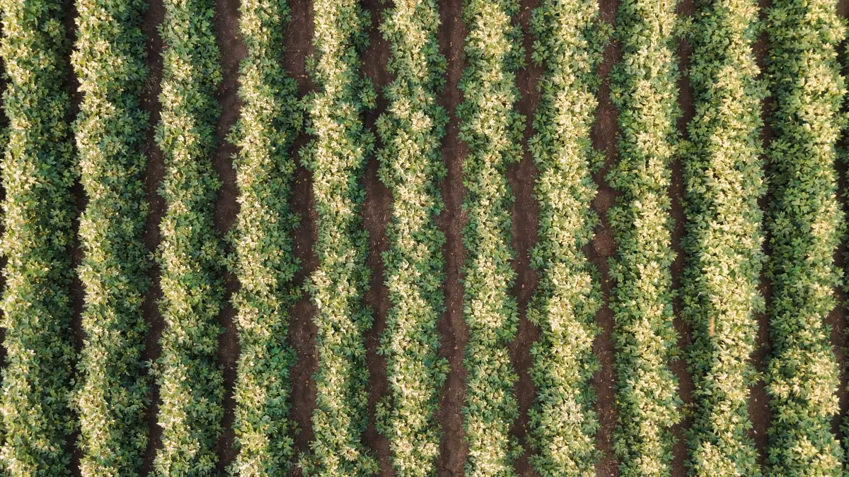 Agricultura regenerativa: como gerar renda com sustentabilidade