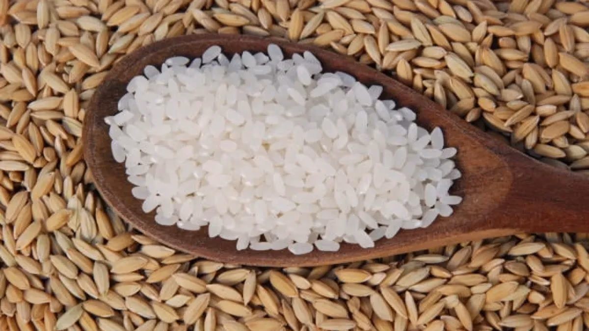 Arroz atinge maior preço desde setembro de 2025