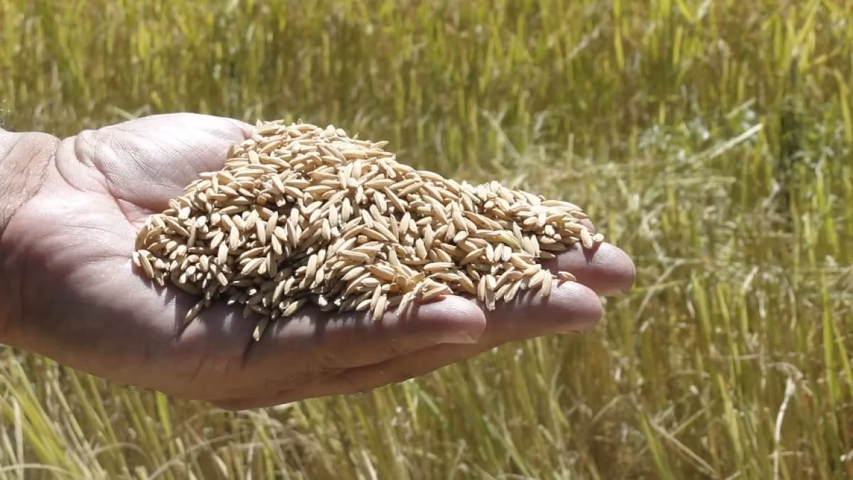 Arroz sobe no RS com oferta limitada; chuvas freiam negócios
