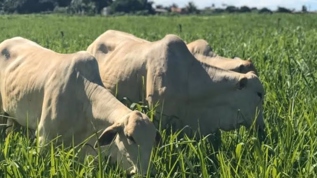 Boi gordo: oferta curta mantém preços em alta