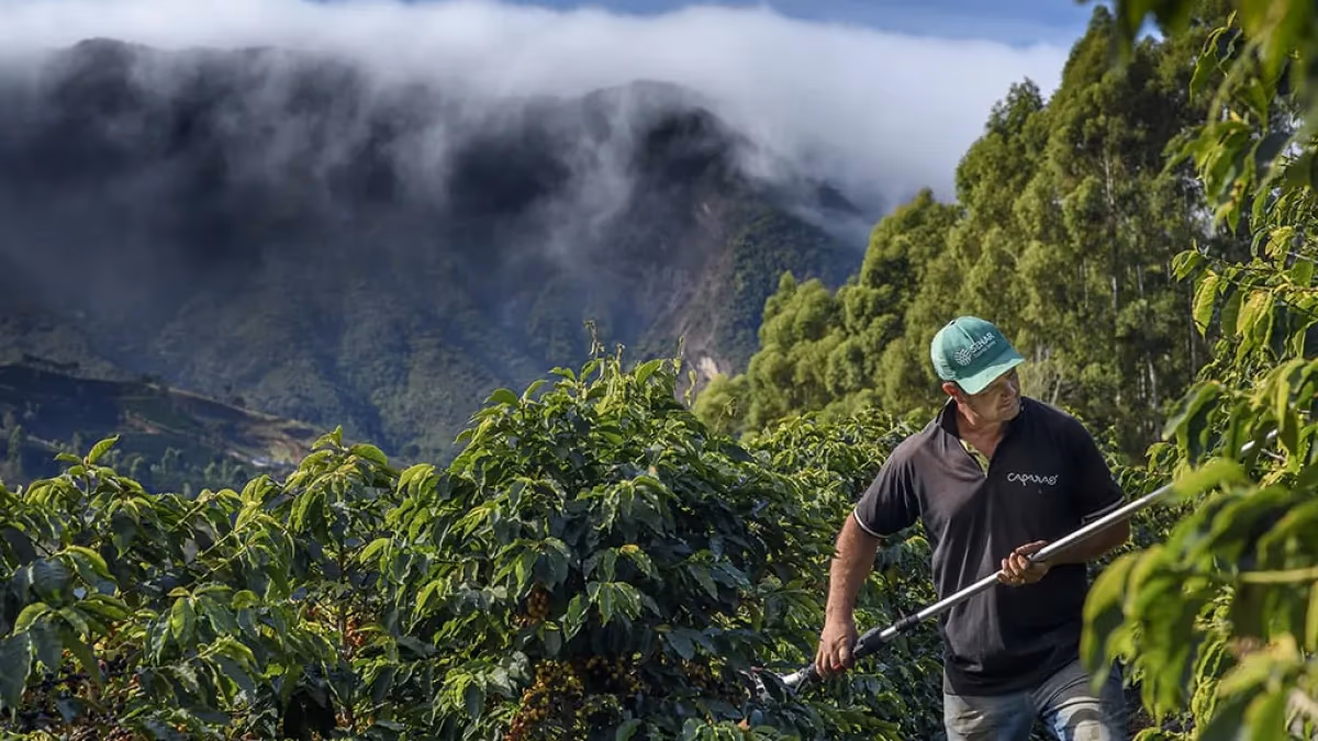 Imagem do artigo: Café: poder de compra de fertilizantes melhora e anima safra