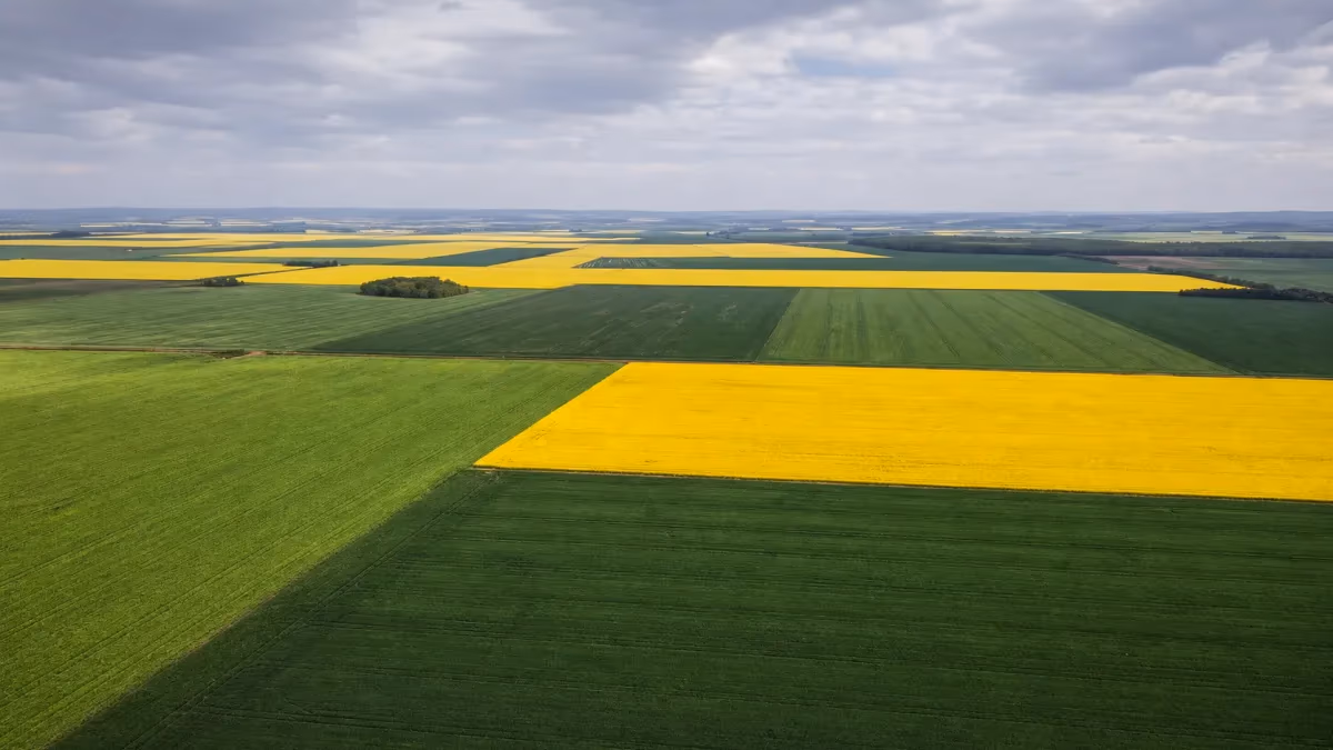 Canola dobra área no RS e avança na safra 2026
