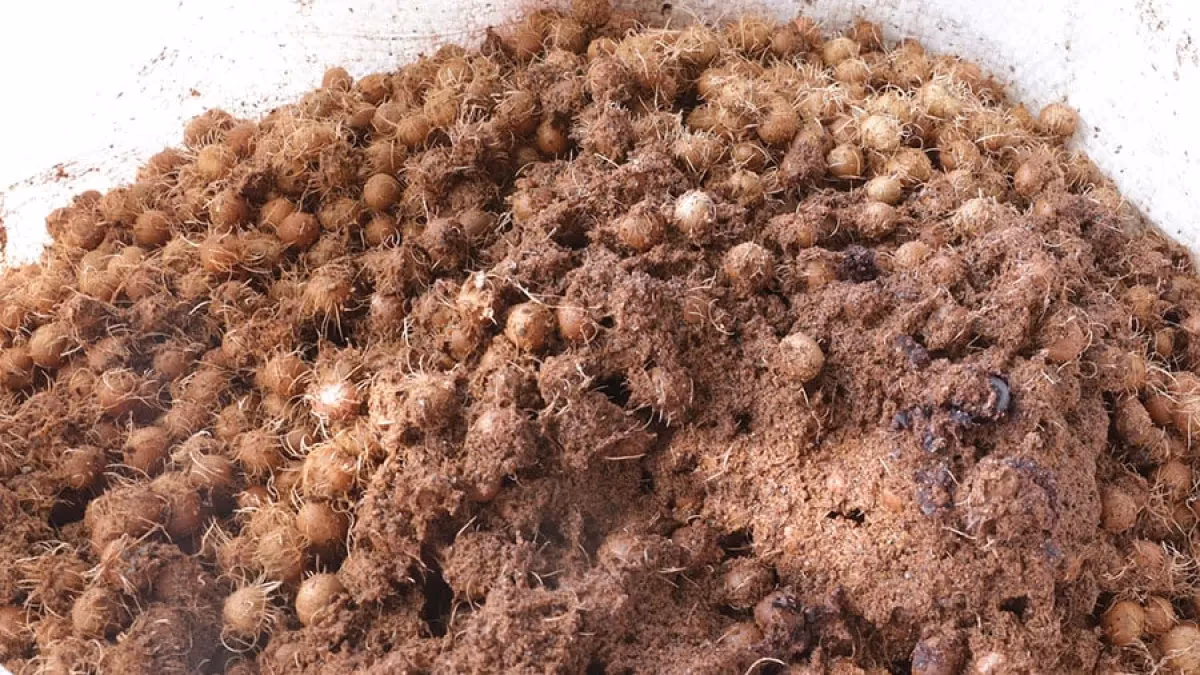 Caroço de açaí vira nanofertilizante e eleva sorgo em 164%