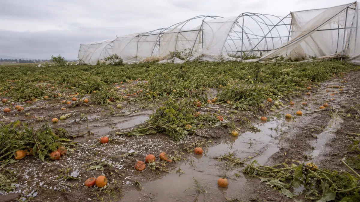 Chuva destrói experimento com tomates do IAC em Ribeirão Preto