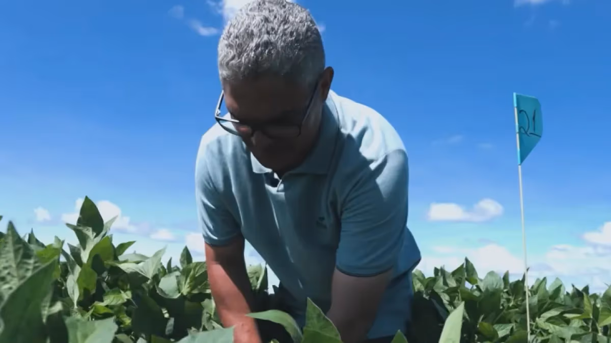 Cientista da soja vence prêmio por pesquisa contra seca