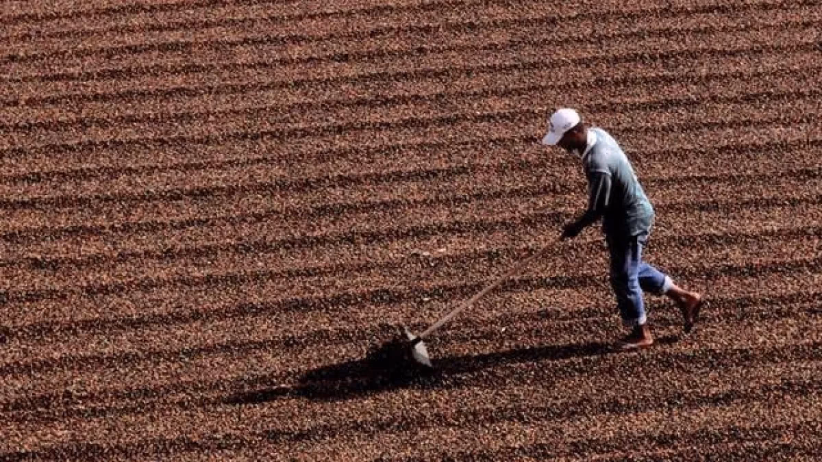 Colheita de café atinge 78% e ainda está atrasada no Brasil