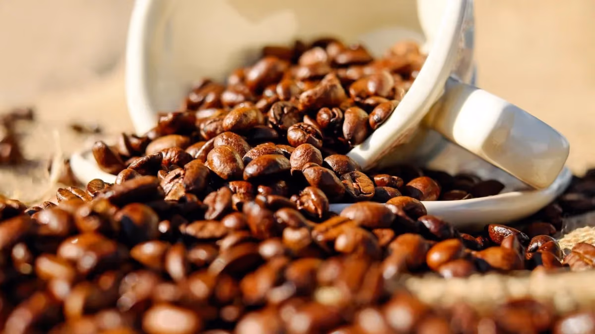 Colheita de café no Brasil atinge 64% e segue atrasada