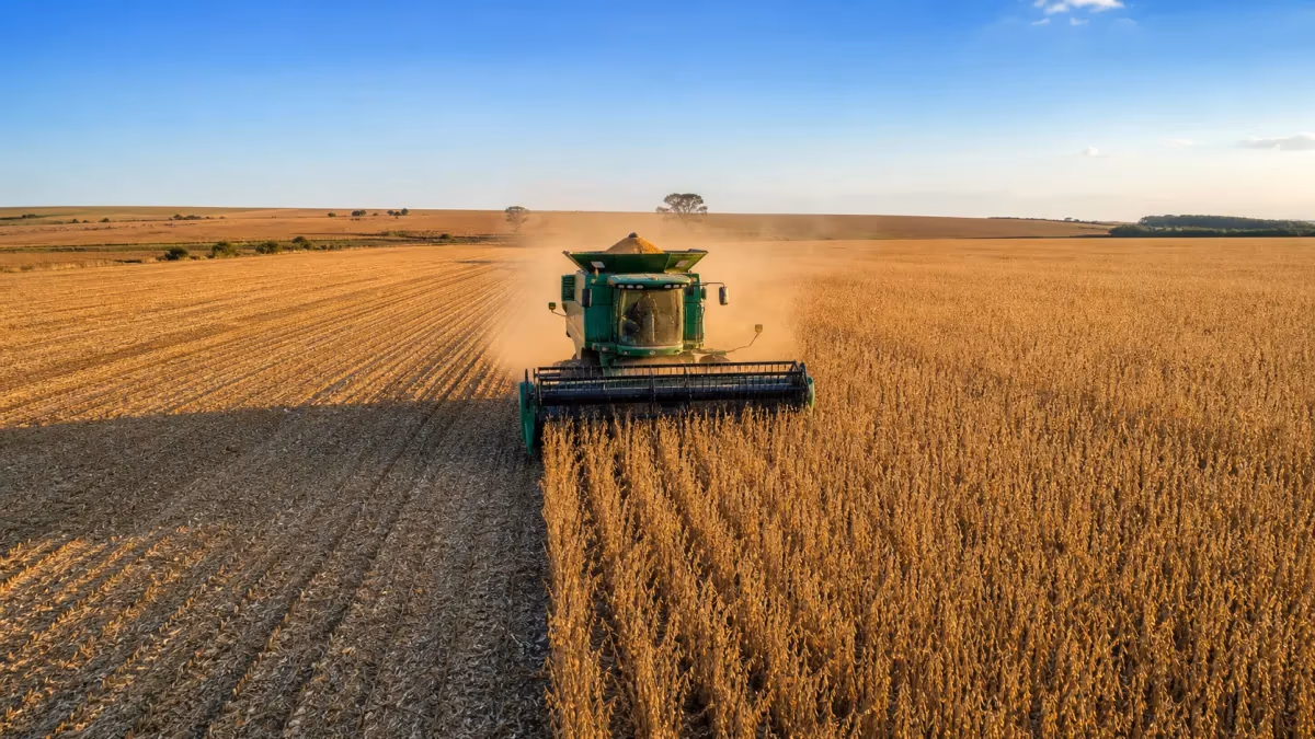 Colheita de milho em MT atinge 20,86% da área