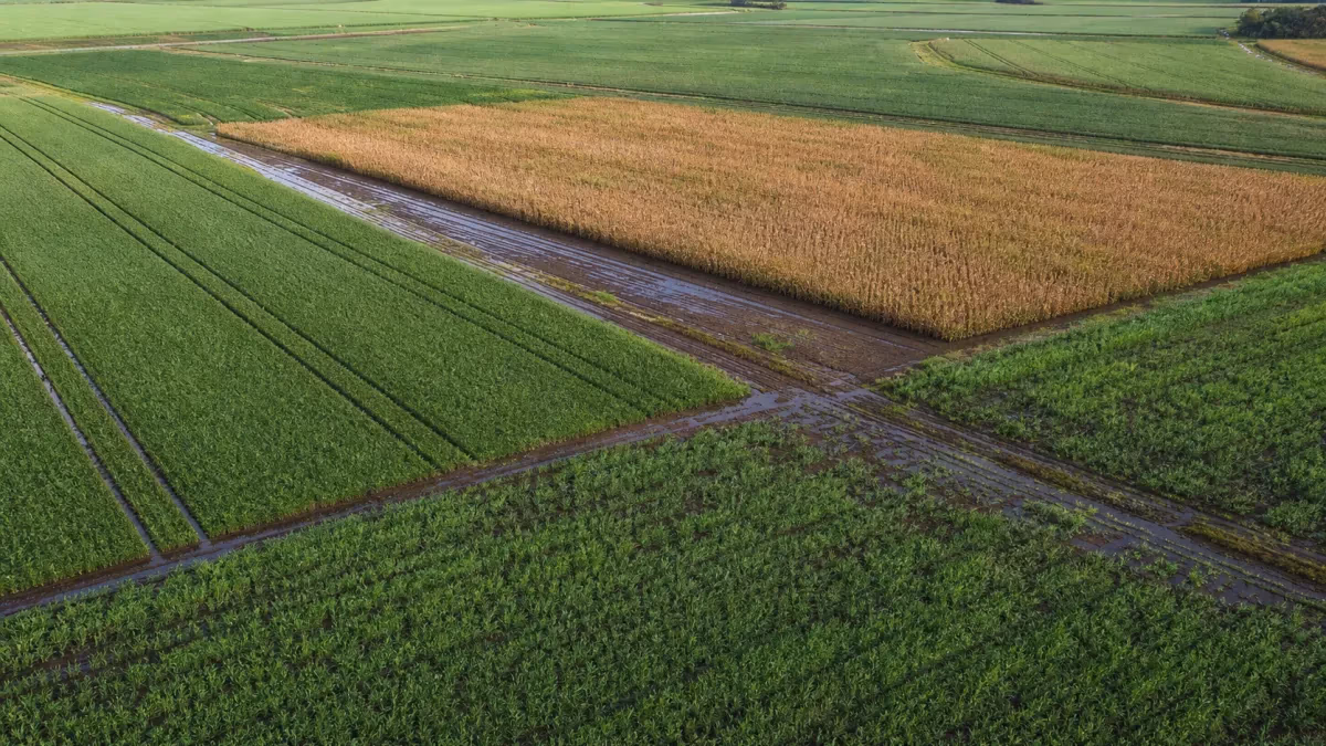 Conab: vegetação do trigo avança e milho safrinha tem boas condições