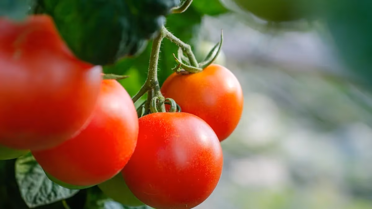 Concurso do melhor tomate do Brasil volta após 12 anos