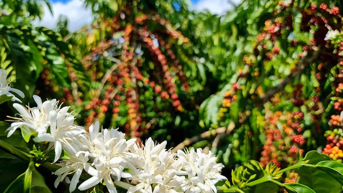 Concurso premia melhores cafés robustas amazônicos