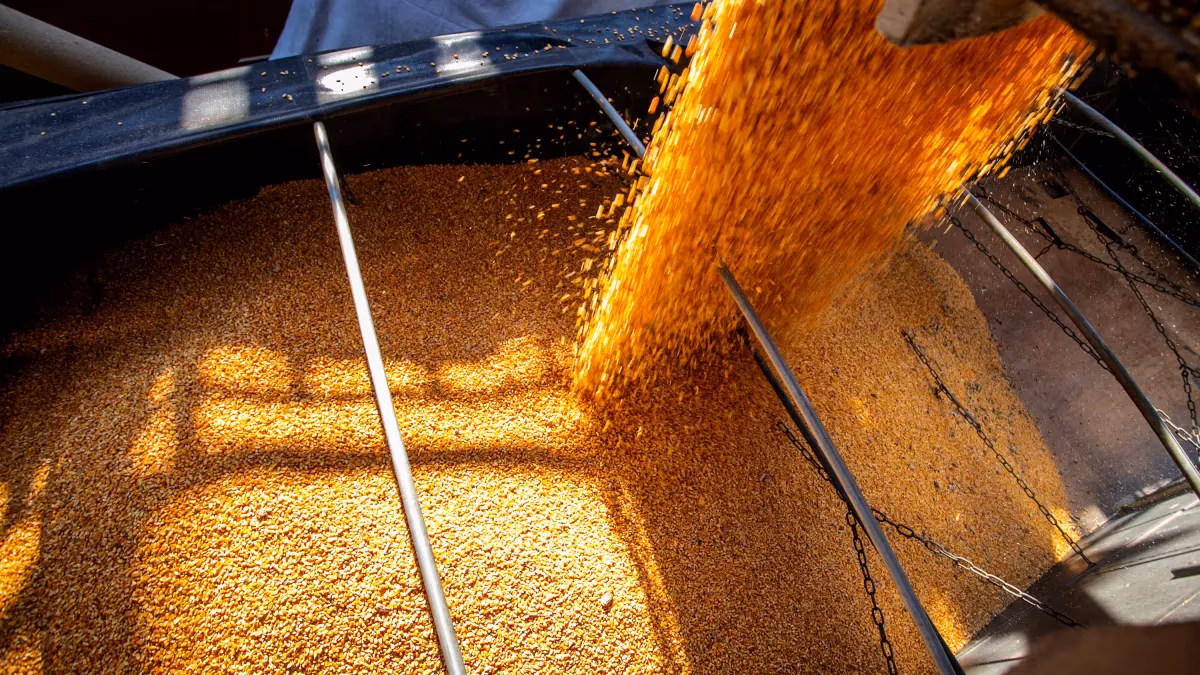 El Niño eleva preço do milho e preocupa mercado