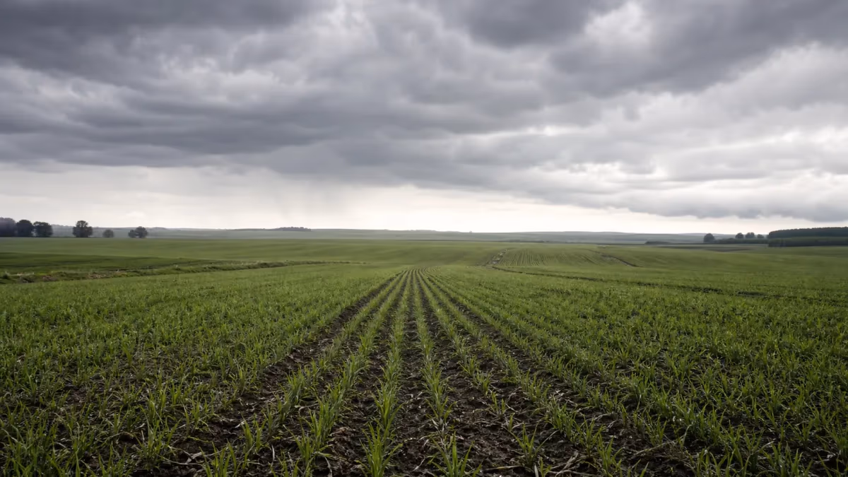 El Niño intenso pode forçar replantio de soja e elevar custos